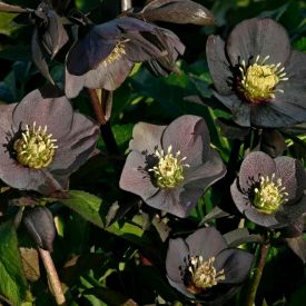 Ciemiernik czarny: ta trująca roślina w Twoim ogrodzie wygląda jak z bajki