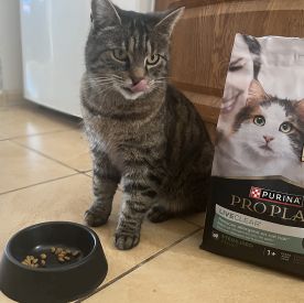 Czy Purina Pro Plan LiveClear naprawdę zmniejsza ilość kocich alergenów? Test kotki Lali