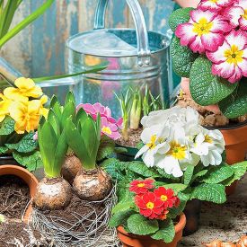 Marzec w ogrodzie ozdobnym – jakie prace warto wykonać na początku wiosny?