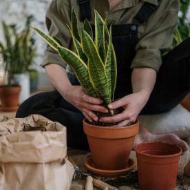 Piękne i niewymagające rośliny - jakie gatunki najlepiej wybrać?