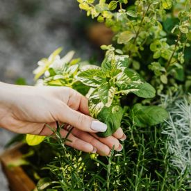 Najlepsze zioła na kuchenny parapet – świeży smak zawsze pod ręką