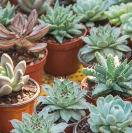 Jak pielęgnować sukulenty, żeby nie gniły? Najczęstsze błędy i proste zasady