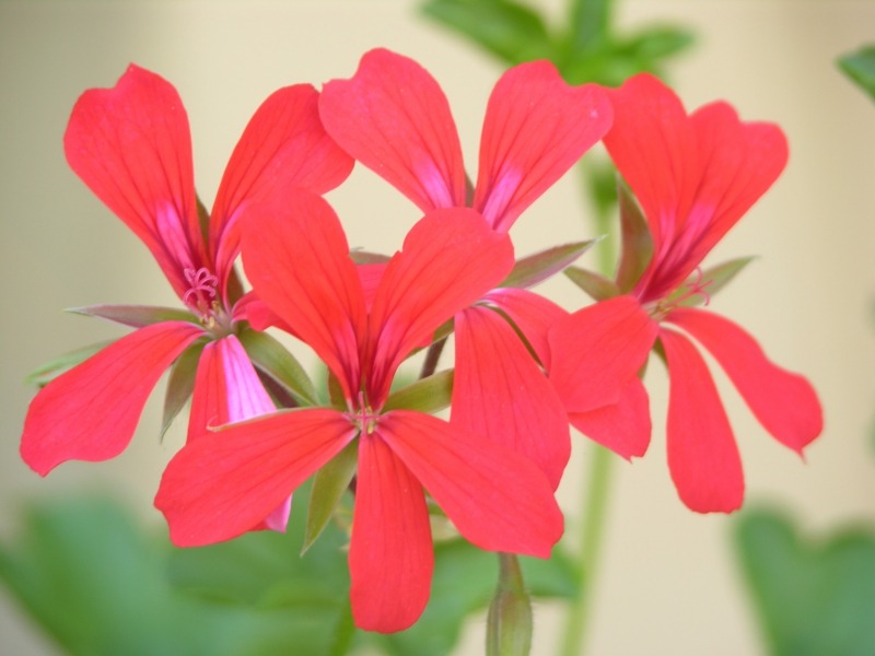 Właściwości zdrowotne Pelargonii Afrykańskiej